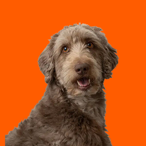 chien_bg-rouge